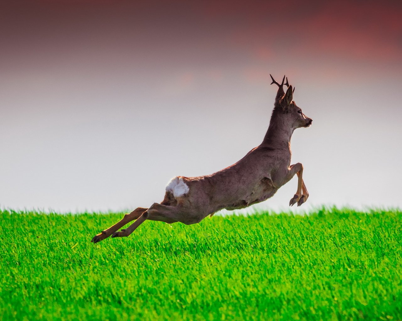 Обои трава, олень, прыжок, лань, grass, deer, jump, doe разрешение 2047x1120 Загрузить