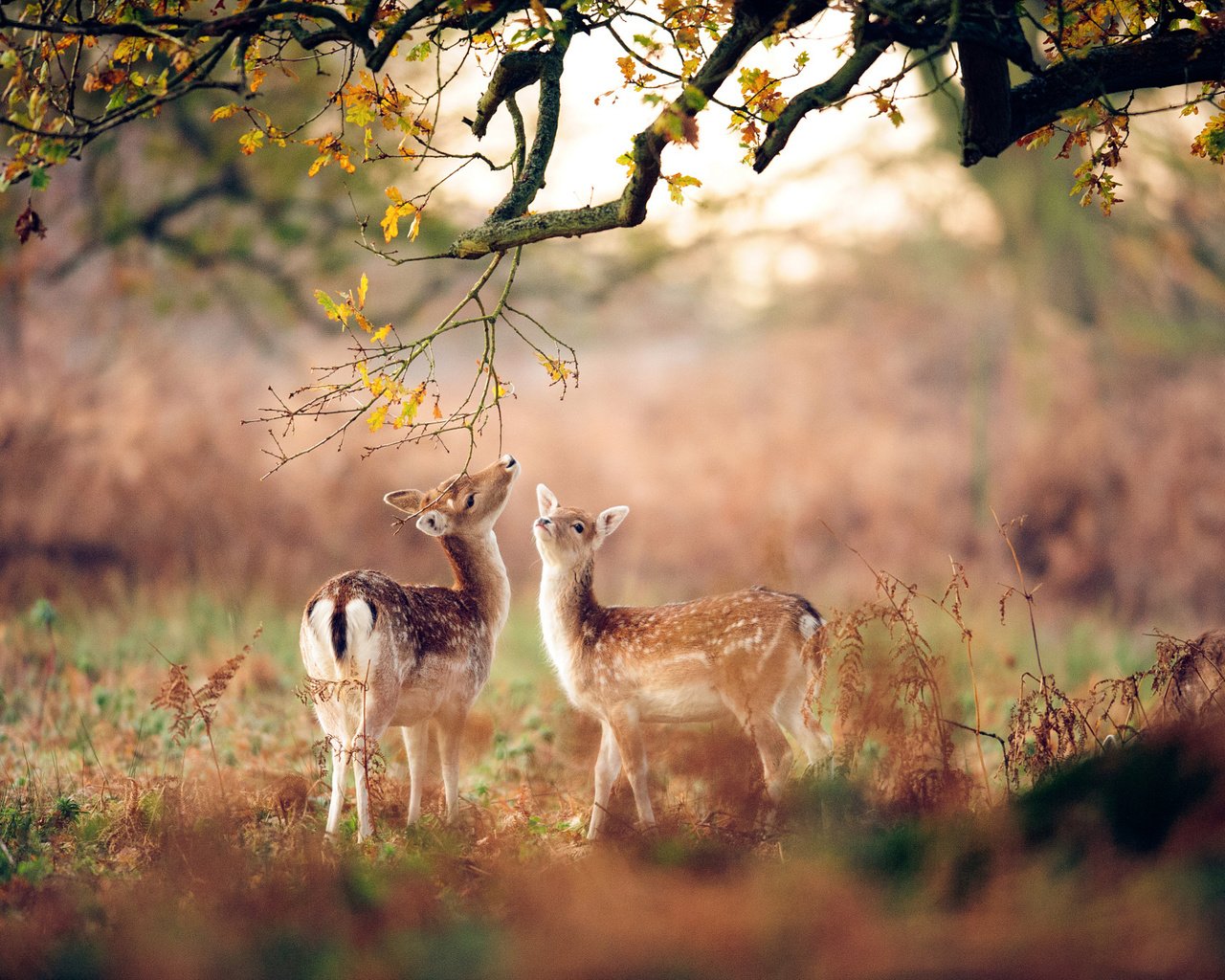 Обои лес, животные, осень, размытость, олени, оленята, forest, animals, autumn, blur, deer, fawns разрешение 2048x1363 Загрузить