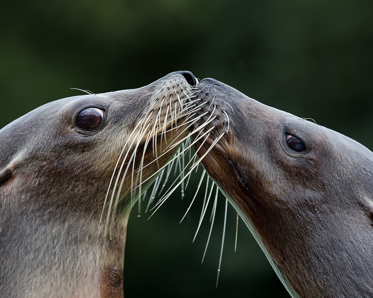 Обои фон, усы, взгляд, поцелуй, тюлень, морской лев, тюлени, background, mustache, look, kiss, seal, sea lion, seals разрешение 2048x1266 Загрузить