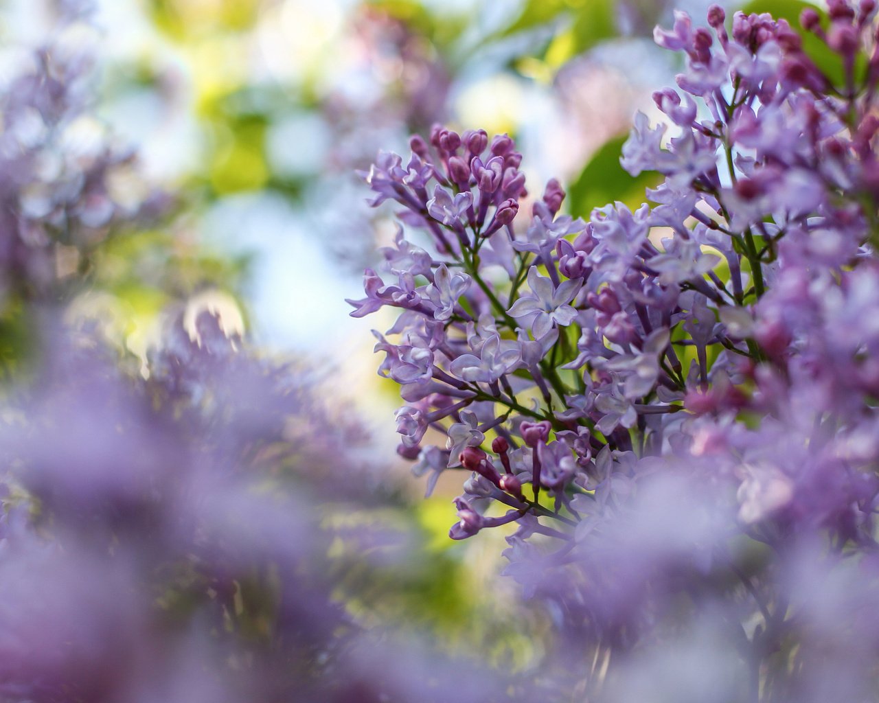 Обои цветы, цветение, ветки, размытость, весна, сирень, flowers, flowering, branches, blur, spring, lilac разрешение 2048x1365 Загрузить