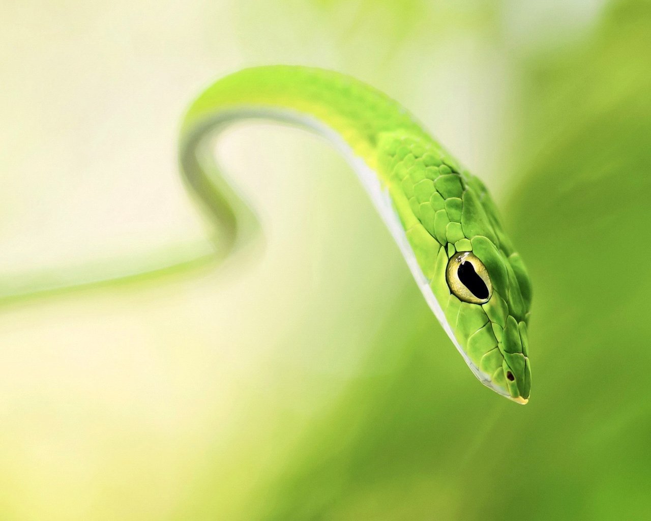 Обои размытость, змея, зеленая, blur, snake, green разрешение 2560x1600 Загрузить