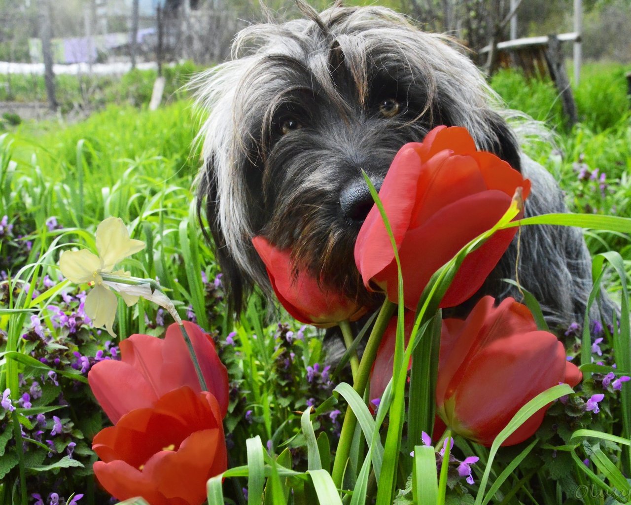 Обои цветы, трава, мордочка, взгляд, собака, весна, тюльпаны, flowers, grass, muzzle, look, dog, spring, tulips разрешение 2880x1915 Загрузить