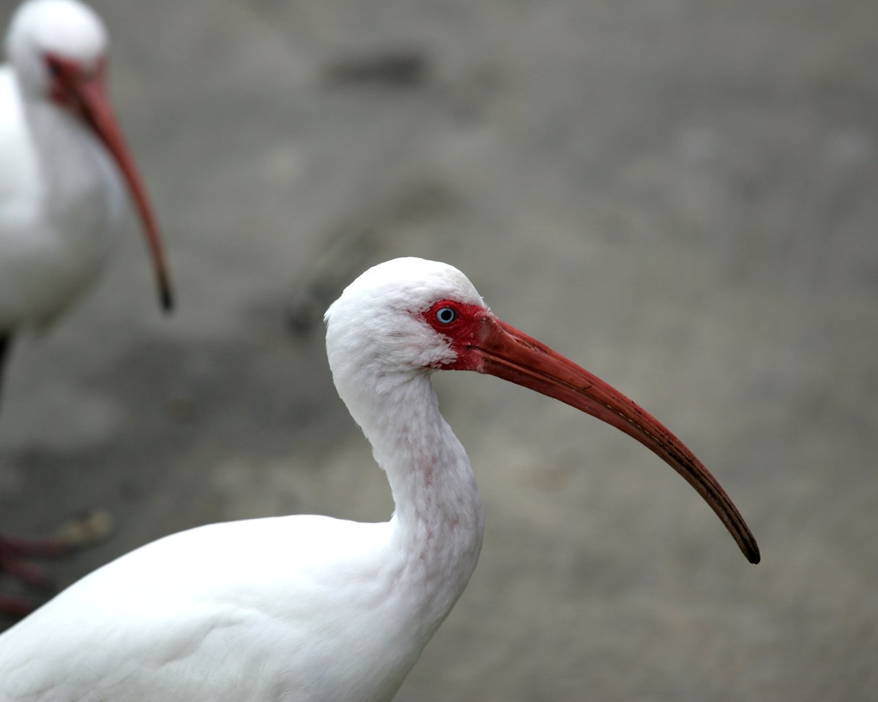 Обои птицы, клюв, перья, глаз, шея, ибис, birds, beak, feathers, eyes, neck, ibis разрешение 3104x2072 Загрузить