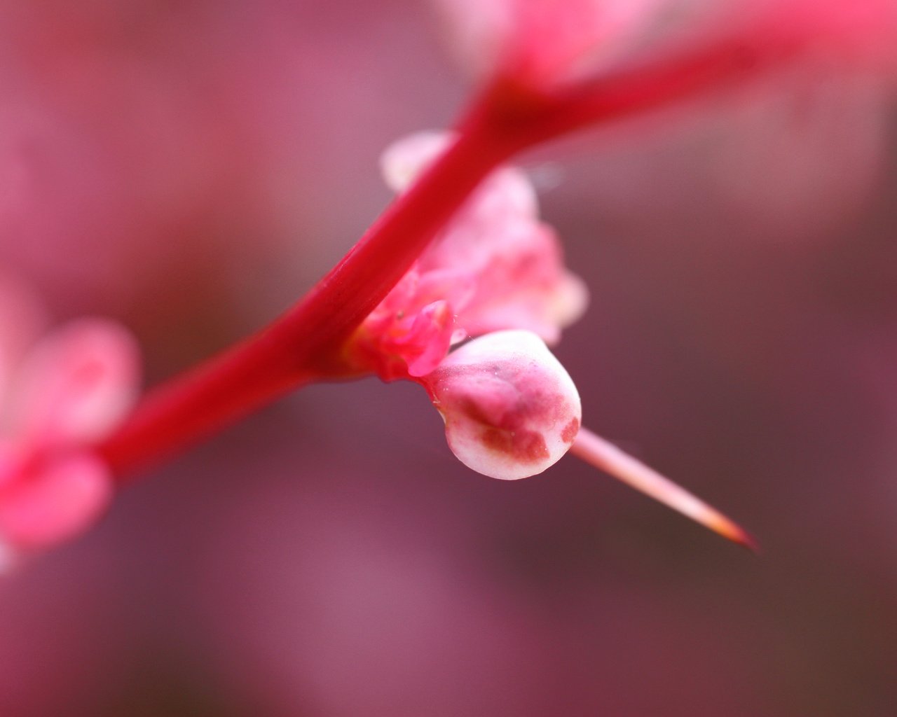 Обои свет, цветок, розовый, растение, light, flower, pink, plant разрешение 3504x2336 Загрузить