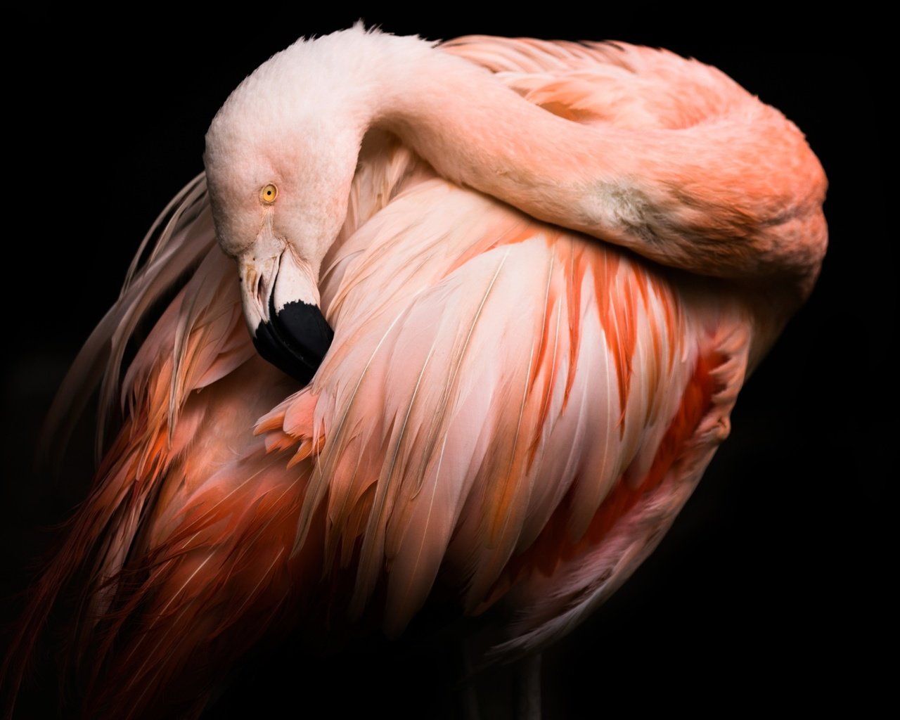 Обои фламинго, птица, клюв, черный фон, перья, flamingo, bird, beak, black background, feathers разрешение 2048x1365 Загрузить