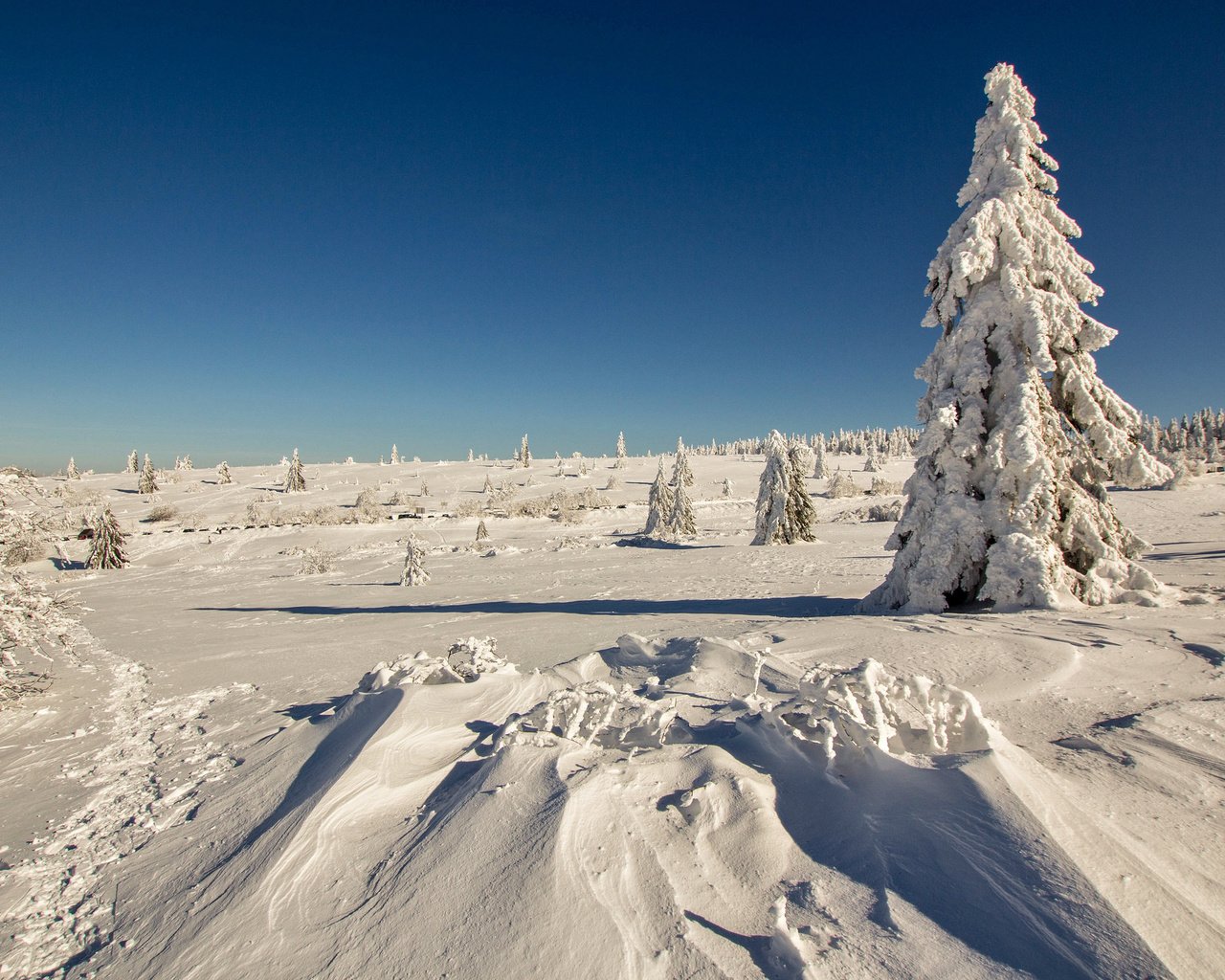 Обои снег, лес, зима, мороз, ель, сугробы, snow, forest, winter, frost, spruce, the snow разрешение 2048x1365 Загрузить