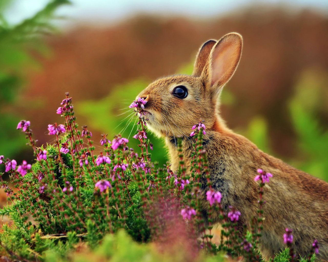 Обои цветы, трава, животные, кролик, заяц, flowers, grass, animals, rabbit, hare разрешение 1920x1200 Загрузить