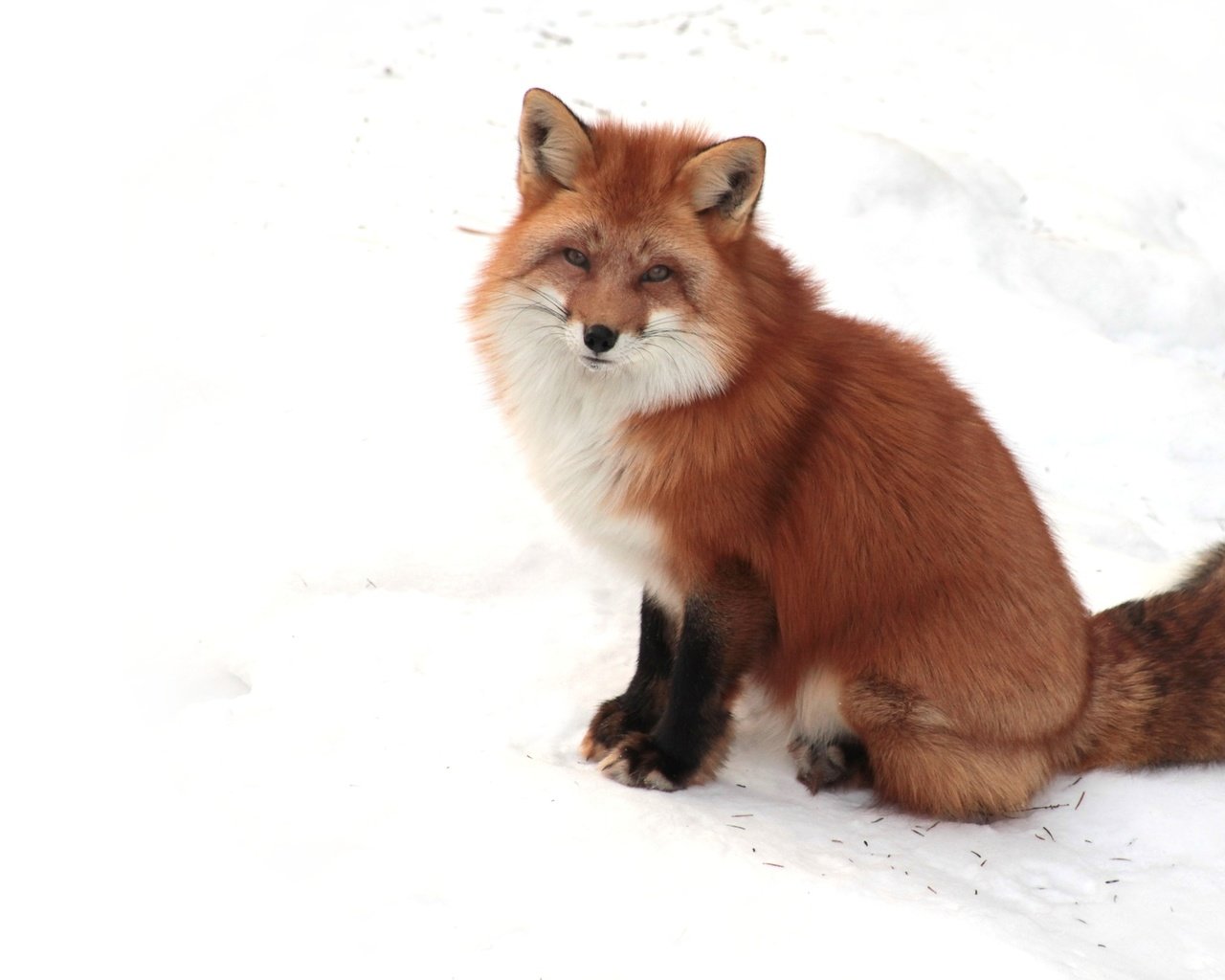 Обои снег, зима, взгляд, рыжая, лиса, лисица, snow, winter, look, red, fox разрешение 1920x1200 Загрузить