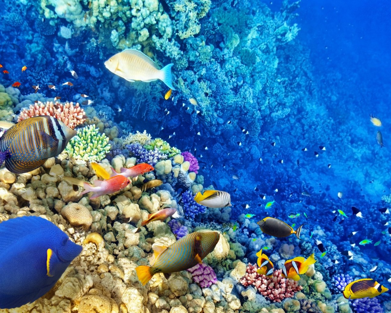 Обои море, рыбы, океан, кораллы, риф, подводный мир, sea, fish, the ocean, corals, reef, underwater world разрешение 2880x1800 Загрузить