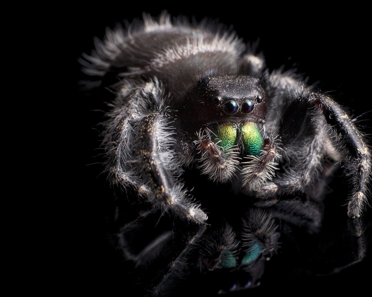 Обои макро, фон, насекомые, черный фон, паук, крупным планом, phidippus audax, паук-скакун, macro, background, insects, black background, spider, closeup, spider-racer разрешение 2047x1354 Загрузить