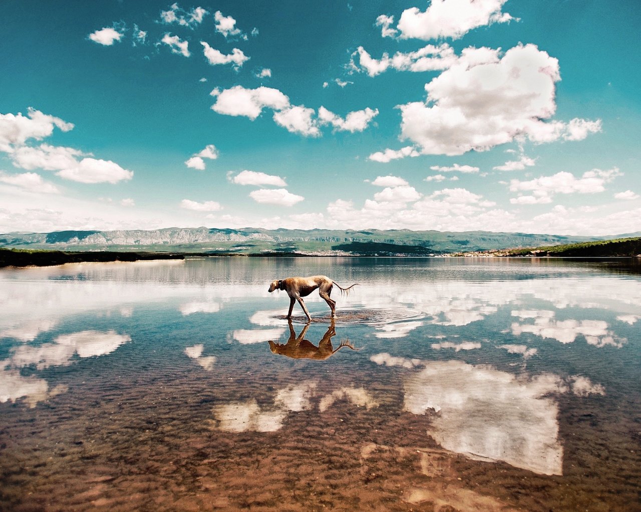 Обои небо, облака, вода, берег, собака, eugenio frasca, the sky, clouds, water, shore, dog разрешение 2048x1351 Загрузить