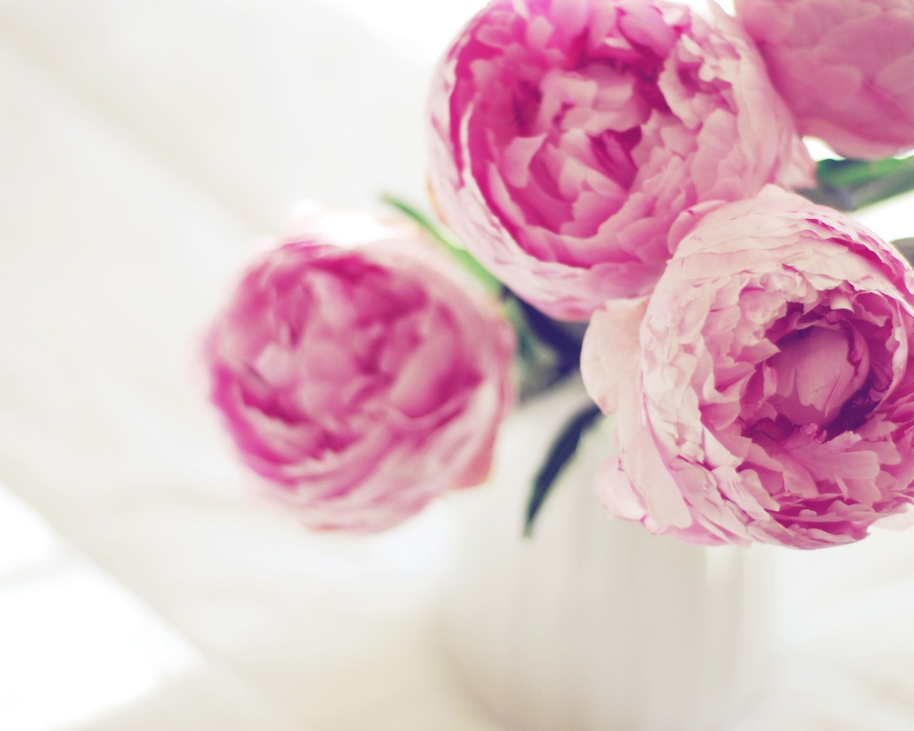 Обои цветы, пионы, flowers, peonies разрешение 3840x2400 Загрузить