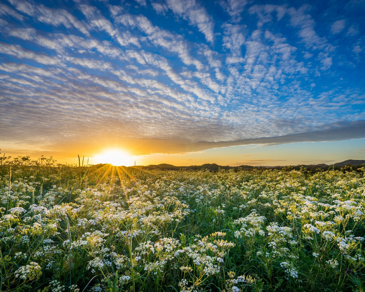 Обои небо, уг, цветы, облака, солнце, природа, закат, луг, норвегия, the sky, hs, flowers, clouds, the sun, nature, sunset, meadow, norway разрешение 2048x1365 Загрузить