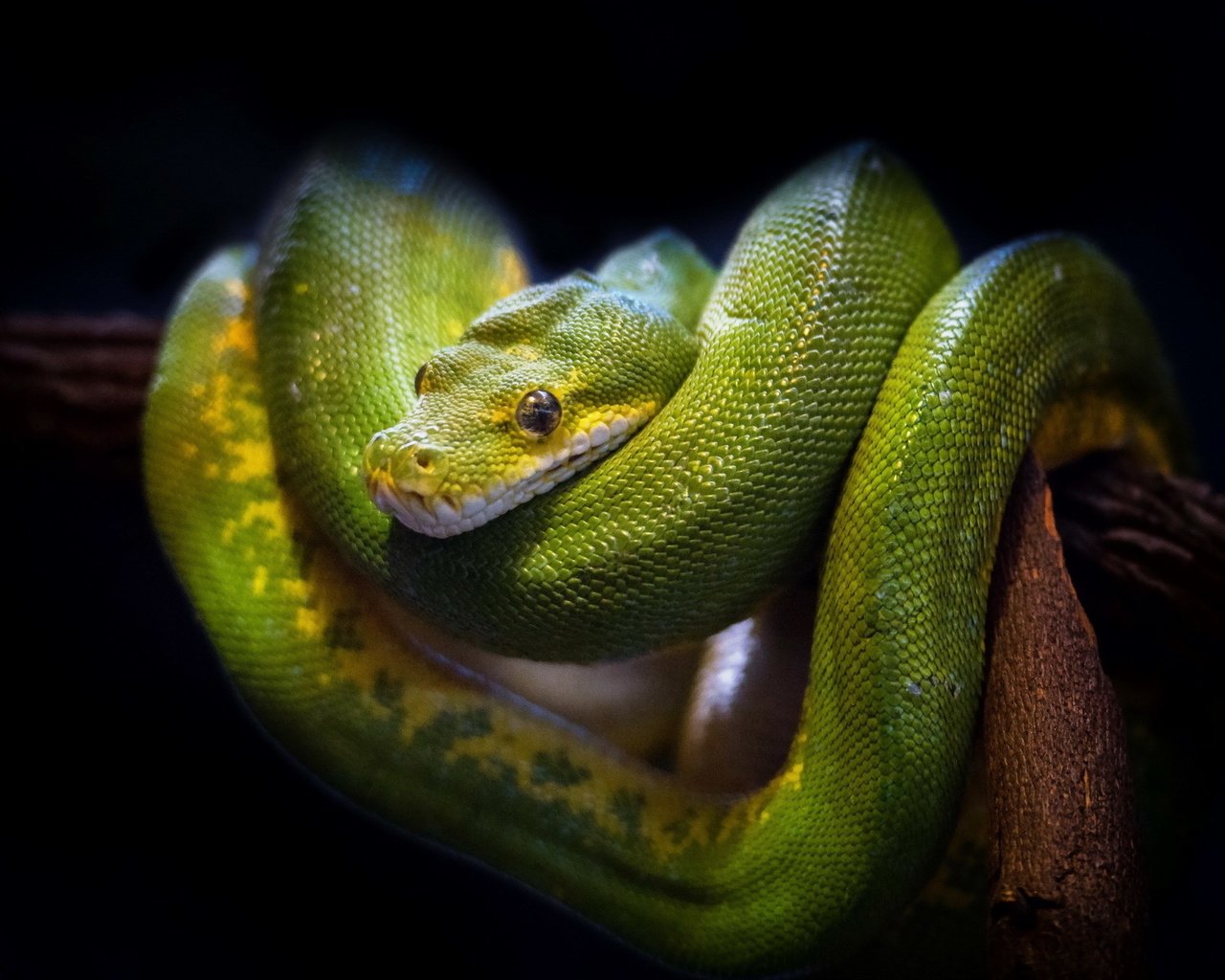 Обои природа, фон, змея, зеленая, древесная, nature, background, snake, green, wood разрешение 1920x1200 Загрузить