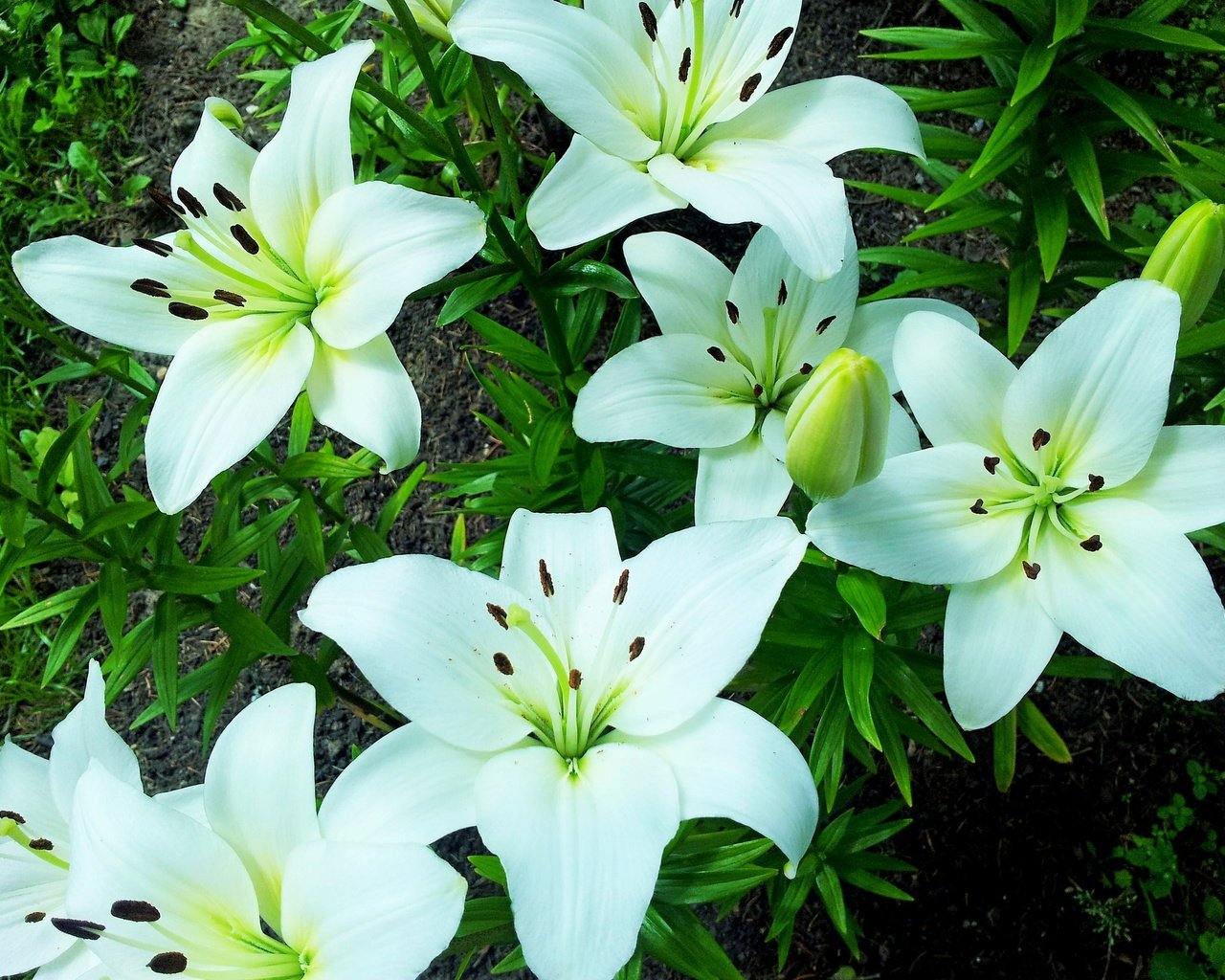 Обои цветы, макро, лепестки, белые, лилии, flowers, macro, petals, white, lily разрешение 3264x2448 Загрузить