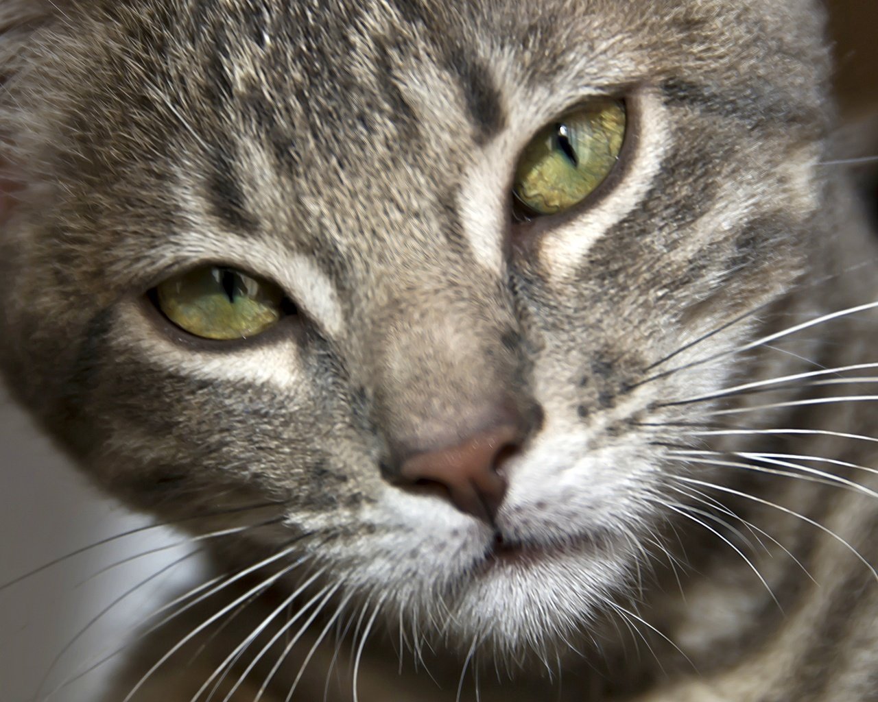 Обои глаза, кот, усы, шерсть, кошка, серый, полосатый, eyes, cat, mustache, wool, grey, striped разрешение 3840x2160 Загрузить