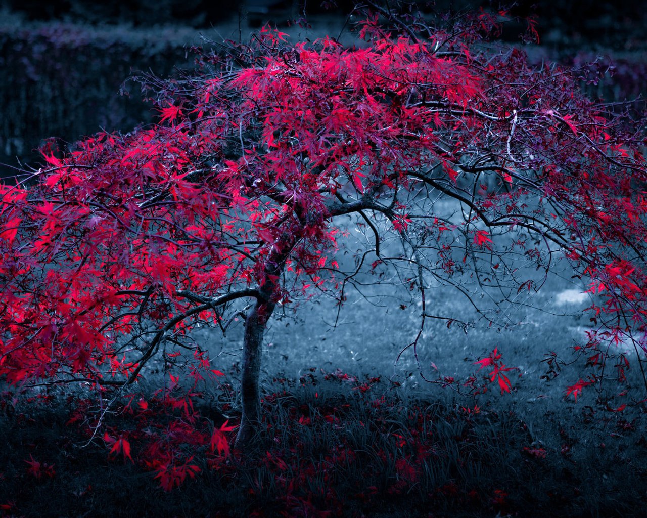 Обои ночь, дерево, листья, фон, туман, осень, красные, темный, night, tree, leaves, background, fog, autumn, red, dark разрешение 1920x1080 Загрузить