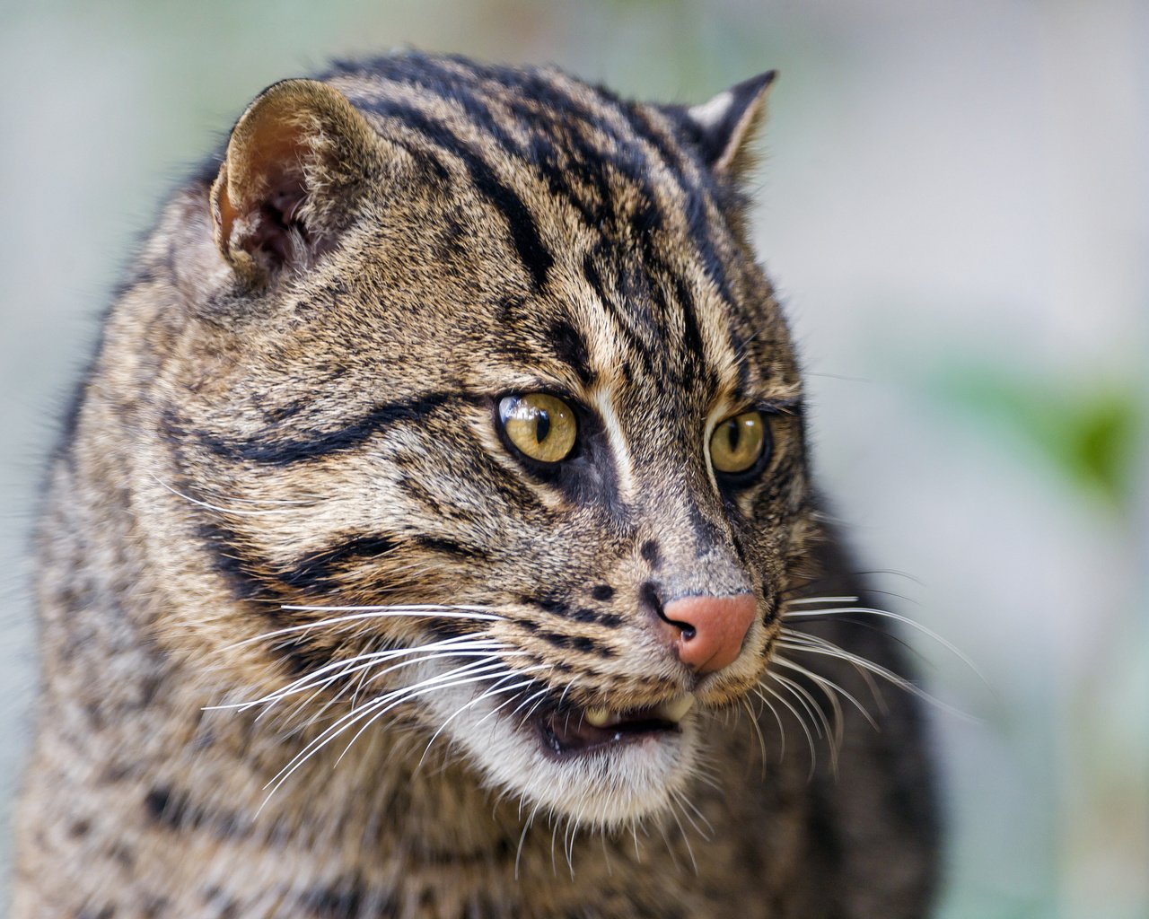 Обои морда, кот, кошка, рыболов, кот рыболов, fishing cat, face, cat, angler, kot rybolov разрешение 2048x1536 Загрузить