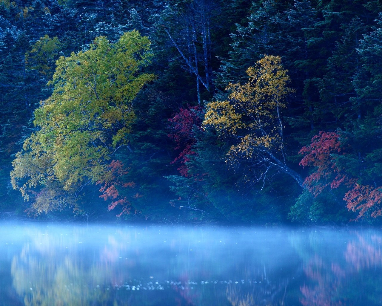 Обои деревья, озеро, лес, туман, trees, lake, forest, fog разрешение 2048x1367 Загрузить