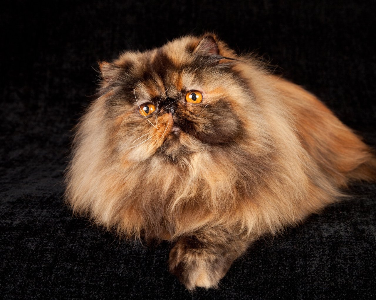 Обои кот, кошка, персидская, cat, persian разрешение 1920x1200 Загрузить