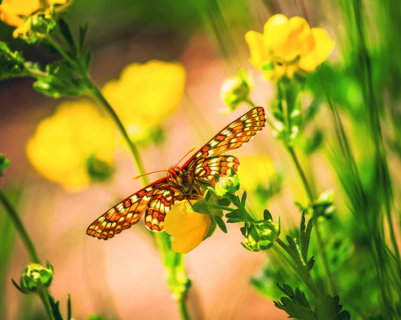 Обои цветы, макро, бабочка, насекомые, боке, flowers, macro, butterfly, insects, bokeh разрешение 2048x1365 Загрузить