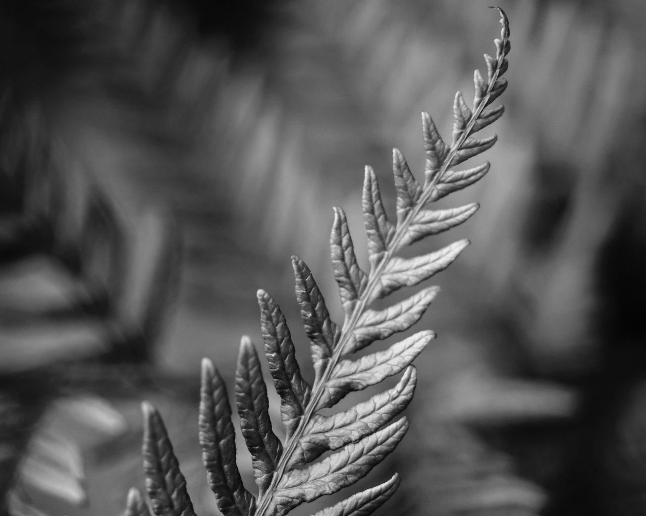 Обои макро, чёрно-белое, лист, растение, папоротник, macro, black and white, sheet, plant, fern разрешение 2160x1920 Загрузить