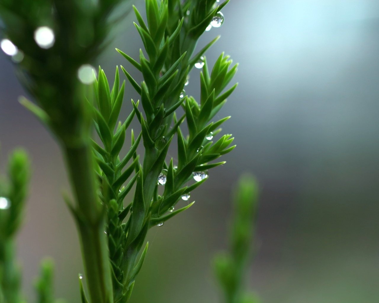 Обои природа, зелень, макро, капли, растение, nature, greens, macro, drops, plant разрешение 2048x1365 Загрузить