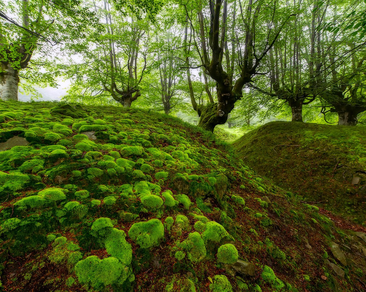 Обои деревья, лес, мох, испания, овраг, бук, бискайя, trees, forest, moss, spain, the ravine, beech, biscay разрешение 1920x1280 Загрузить