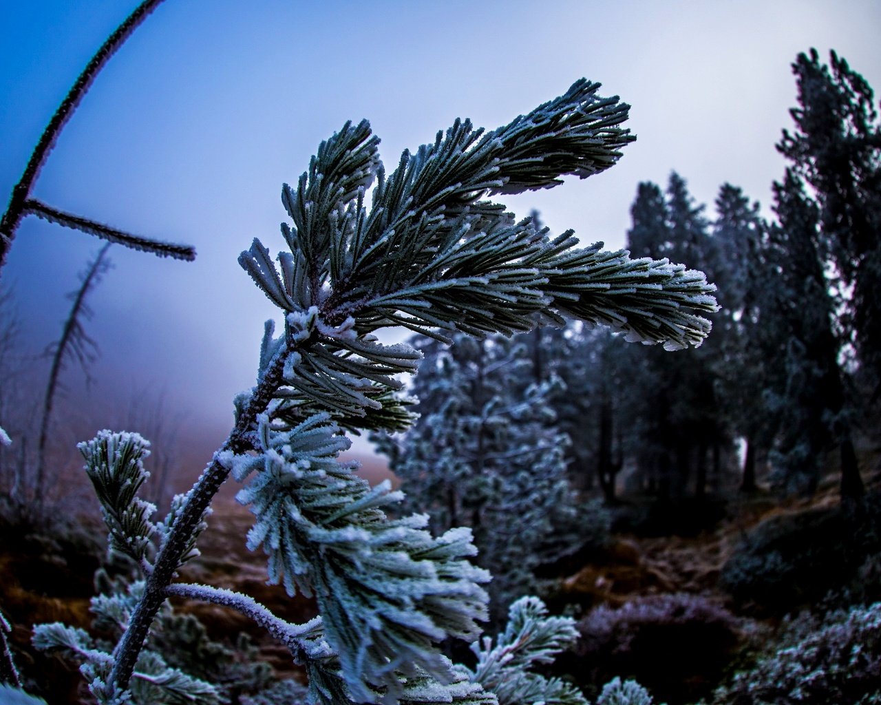 Обои природа, дерево, хвоя, макро, ветки, иней, nature, tree, needles, macro, branches, frost разрешение 2560x1662 Загрузить