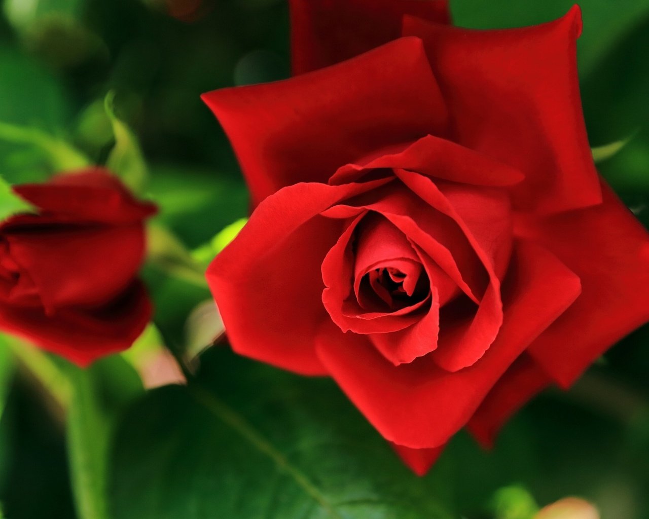 Обои цветы, розы, красные, flowers, roses, red разрешение 2560x1600 Загрузить