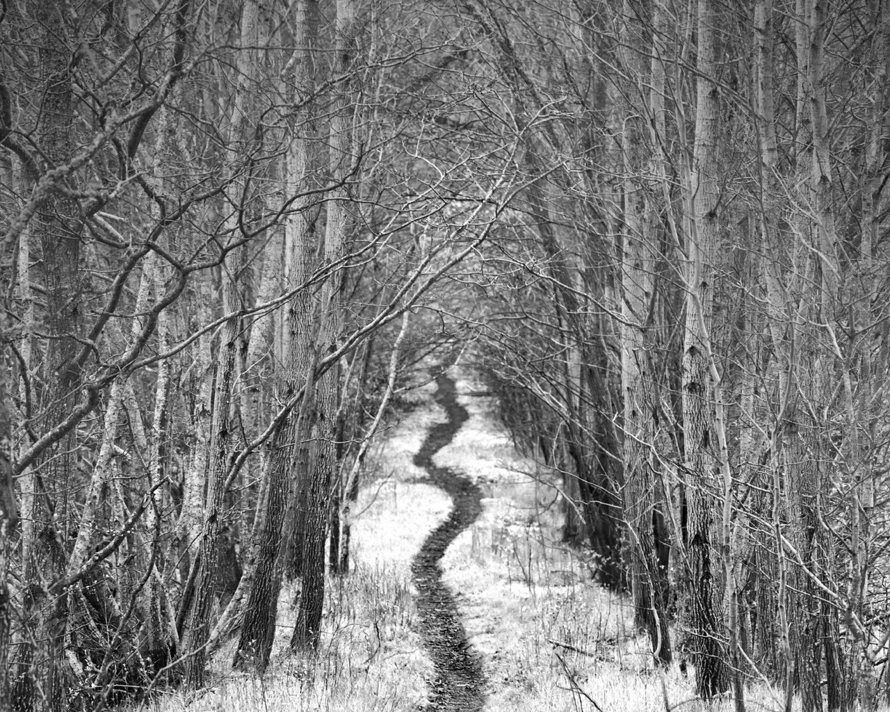 Обои дорога, деревья, снег, зима, чёрно-белое, тропинка, аллея, robin de blanche, road, trees, snow, winter, black and white, path, alley разрешение 2048x1323 Загрузить