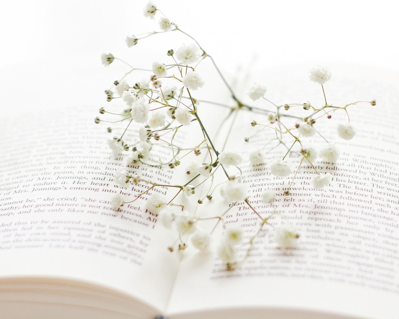 Обои цветы, ветка, веточка, белые, книга, страницы, гипсофила, flowers, branch, sprig, white, book, page, gypsophila разрешение 2000x1240 Загрузить