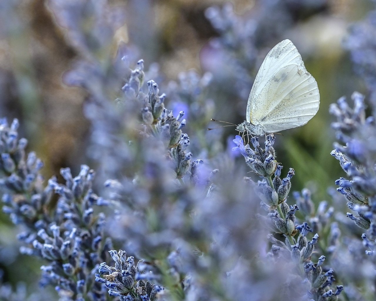 Обои цветы, макро, лаванда, бабочка, flowers, macro, lavender, butterfly разрешение 2048x1356 Загрузить