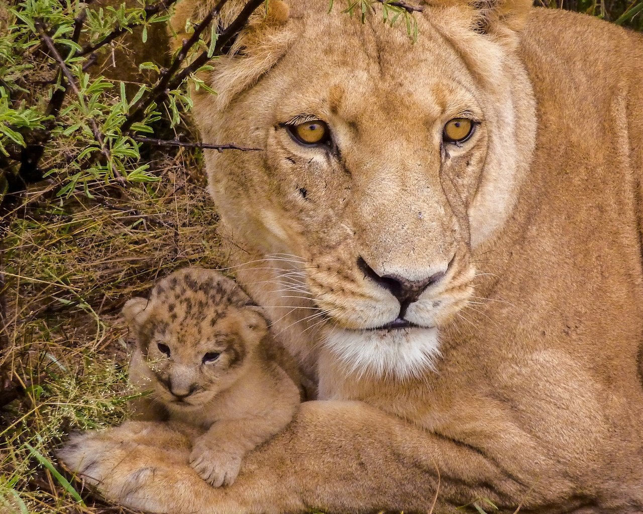 Обои львы, малыш, львица, львёнок, детеныш, lions, baby, lioness, lion, cub разрешение 1920x1282 Загрузить