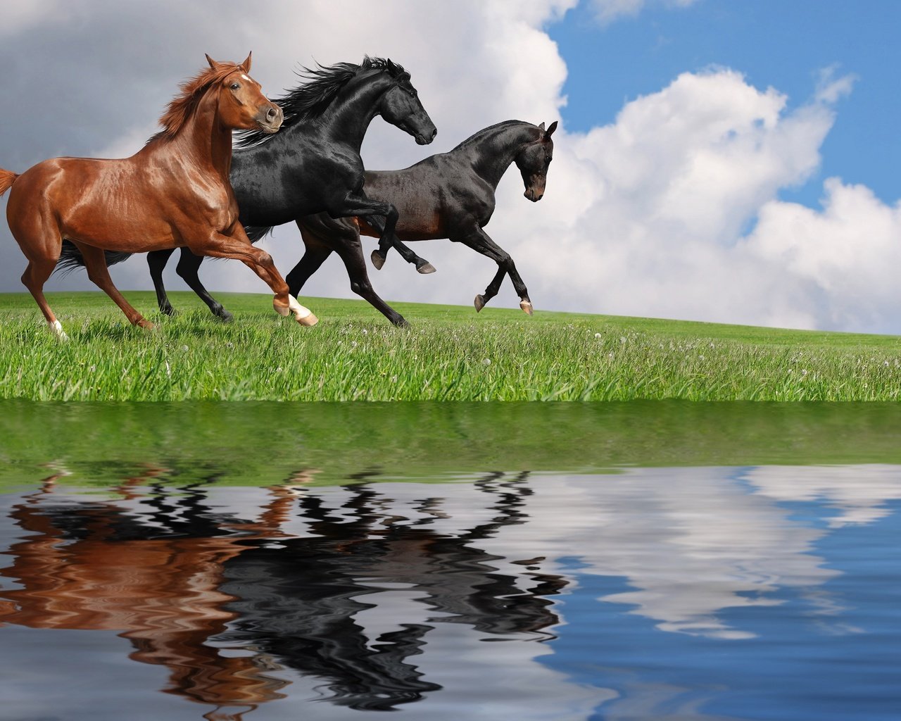 Обои небо, трава, облака, вода, отражение, лошади, кони, the sky, grass, clouds, water, reflection, horse, horses разрешение 2880x1800 Загрузить