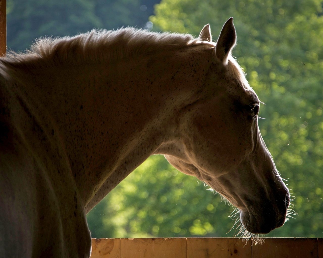 Обои морда, лошадь, фон, конь, face, horse, background разрешение 2560x1600 Загрузить