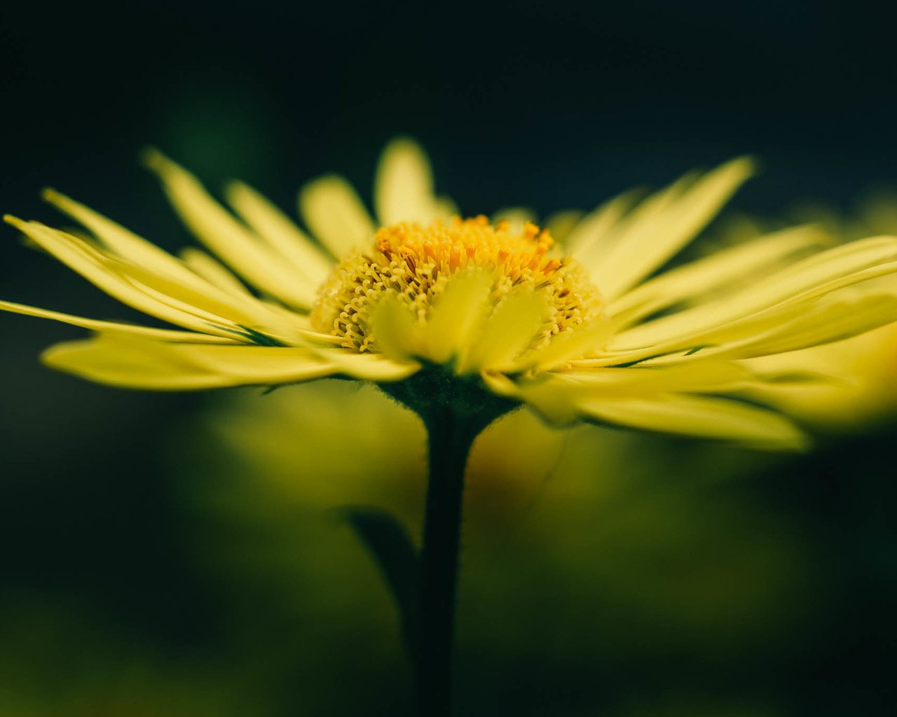 Обои желтый, макро, цветок, лето, лепестки, размытость, желтые, yellow, macro, flower, summer, petals, blur разрешение 2048x1365 Загрузить