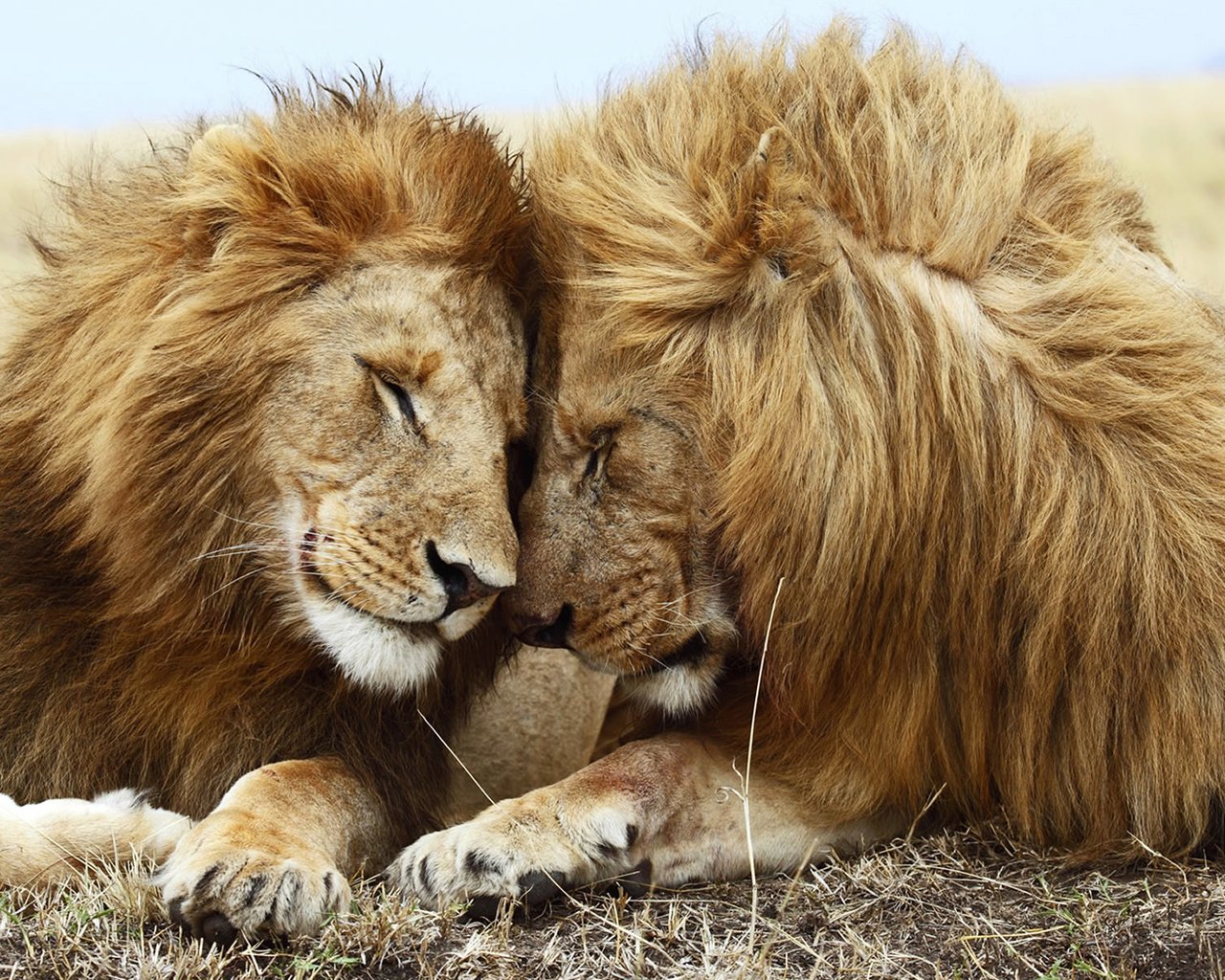 Обои природа, львы, хищники, дружба, nature, lions, predators, friendship разрешение 1920x1200 Загрузить