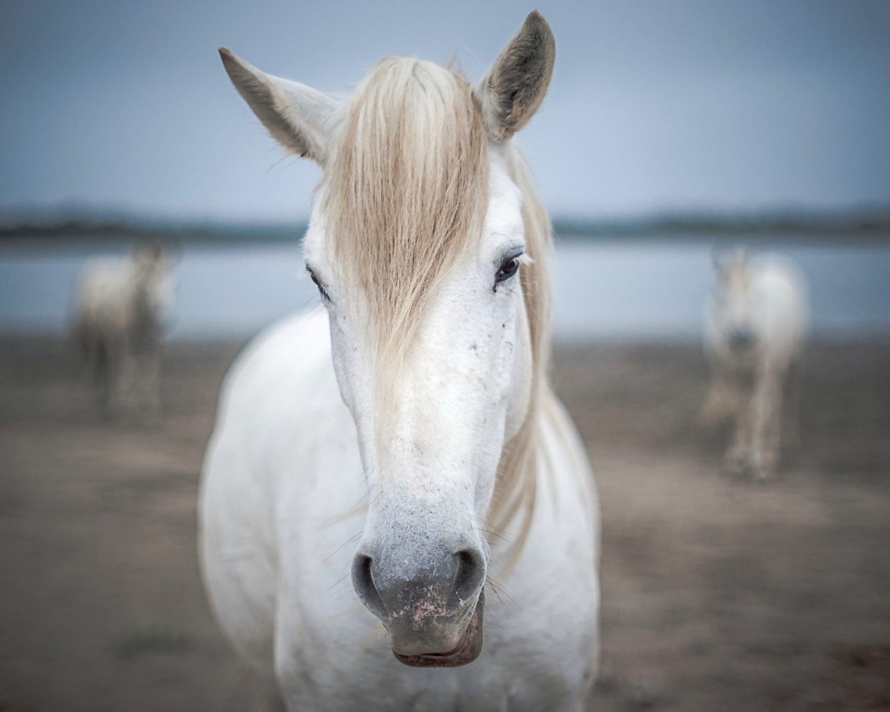 Обои природа, фон, лошади, кони, nature, background, horse, horses разрешение 1920x1080 Загрузить