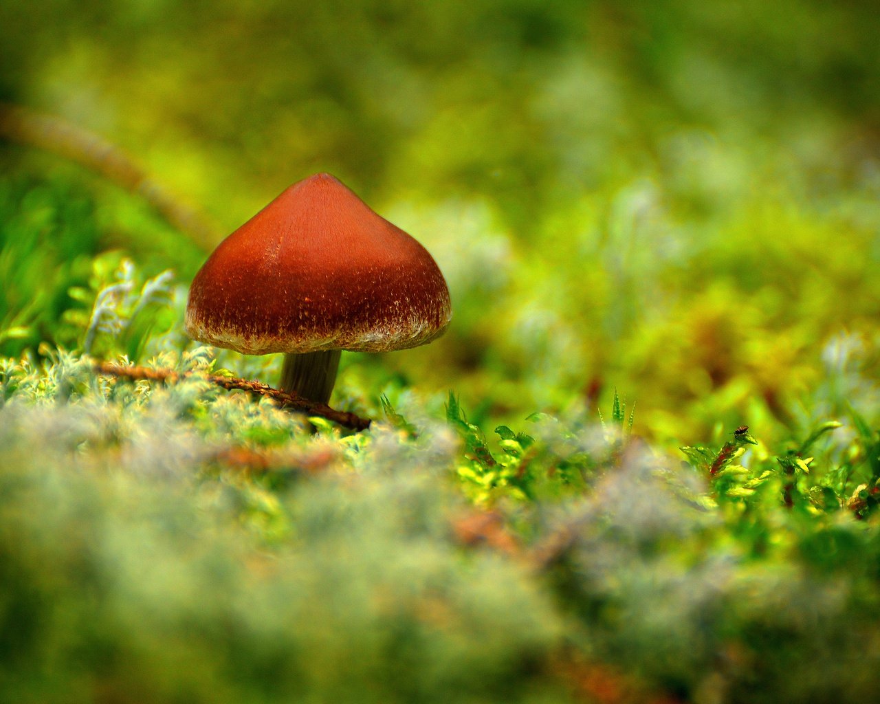 Обои лес, гриб, мох, forest, mushroom, moss разрешение 2560x1700 Загрузить