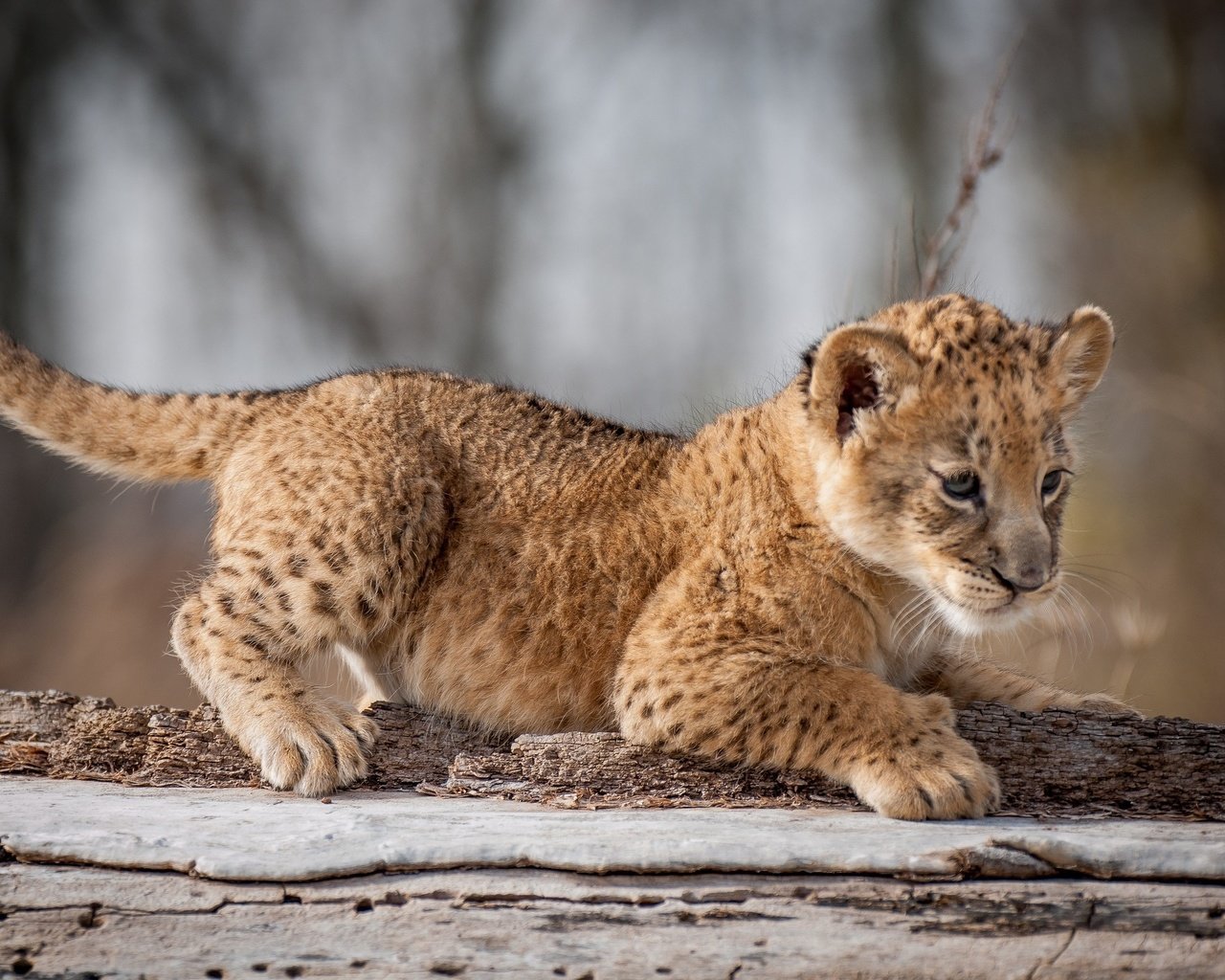 Обои взгляд, кошки, лев, львёнок, детеныш, дикие, look, cats, leo, lion, cub, wild разрешение 2048x1409 Загрузить