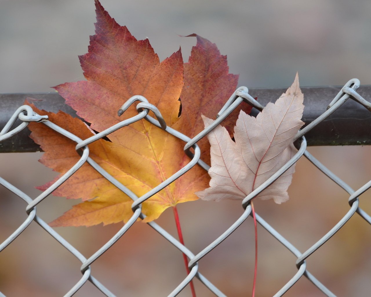 Обои природа, листья, осень, забор, сетка, кленовый лист, nature, leaves, autumn, the fence, mesh, maple leaf разрешение 2048x1365 Загрузить