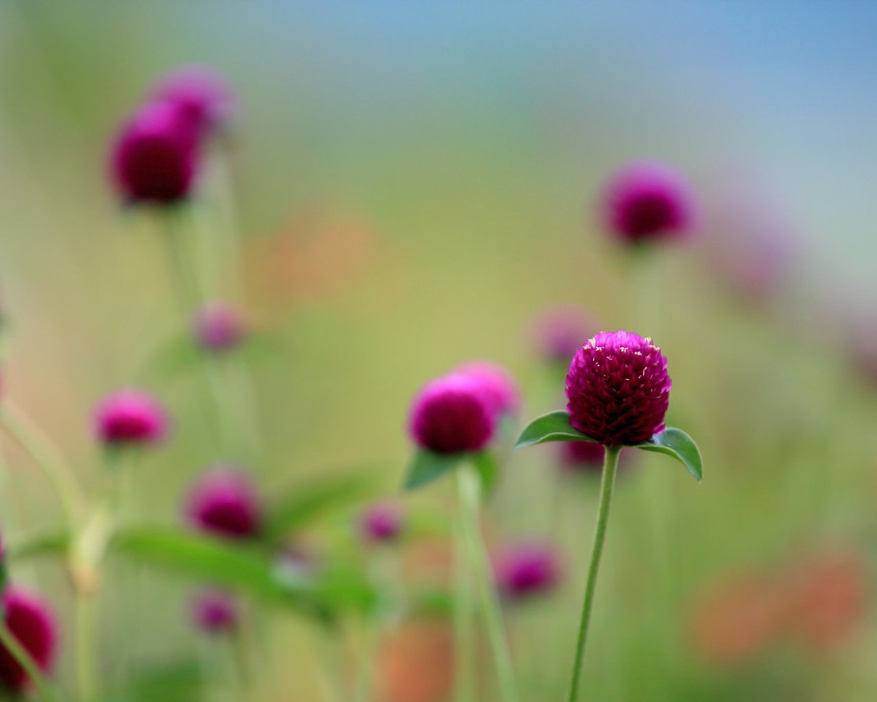 Обои цветы, поле, globosa, flowers, field, english разрешение 2048x1365 Загрузить