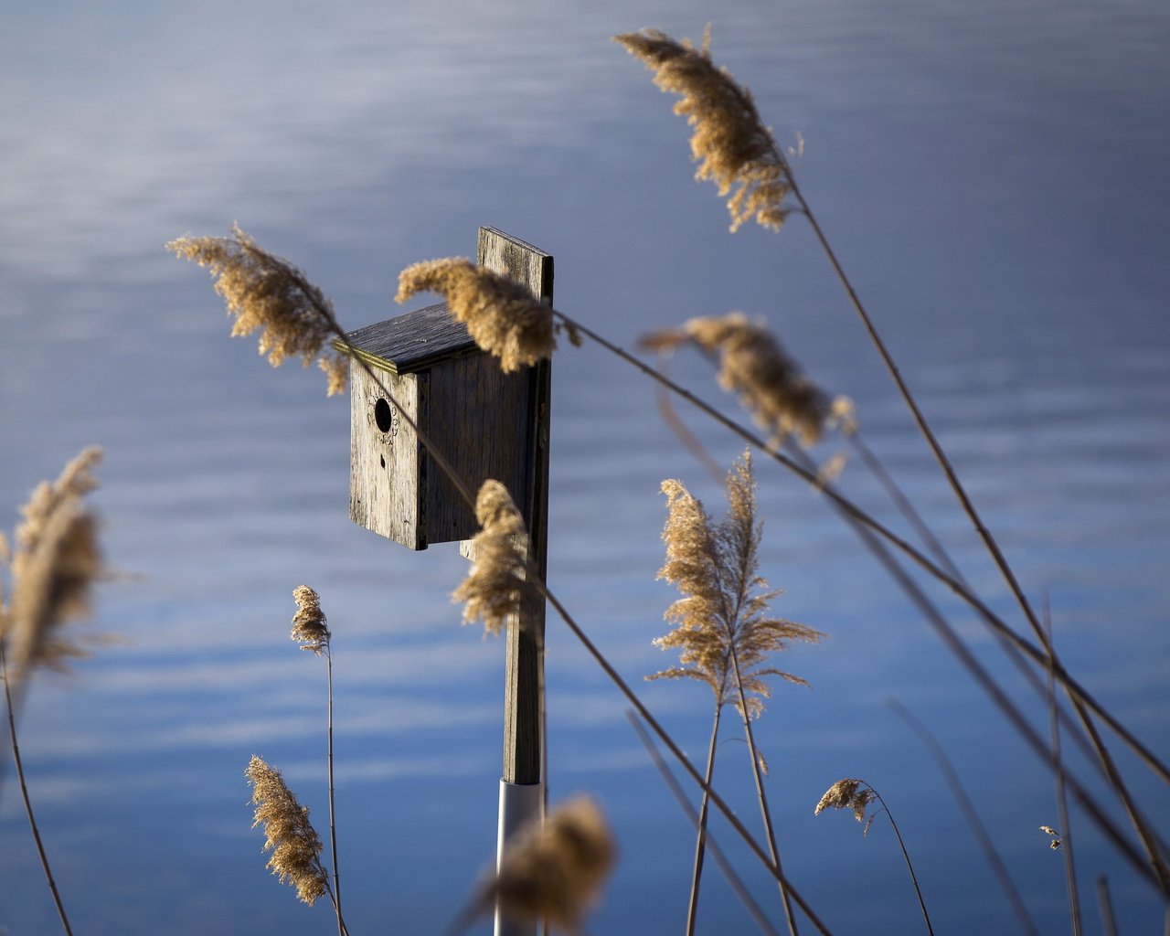 Обои трава, вода, колоски, скворечник, grass, water, spikelets, birdhouse разрешение 4163x2775 Загрузить