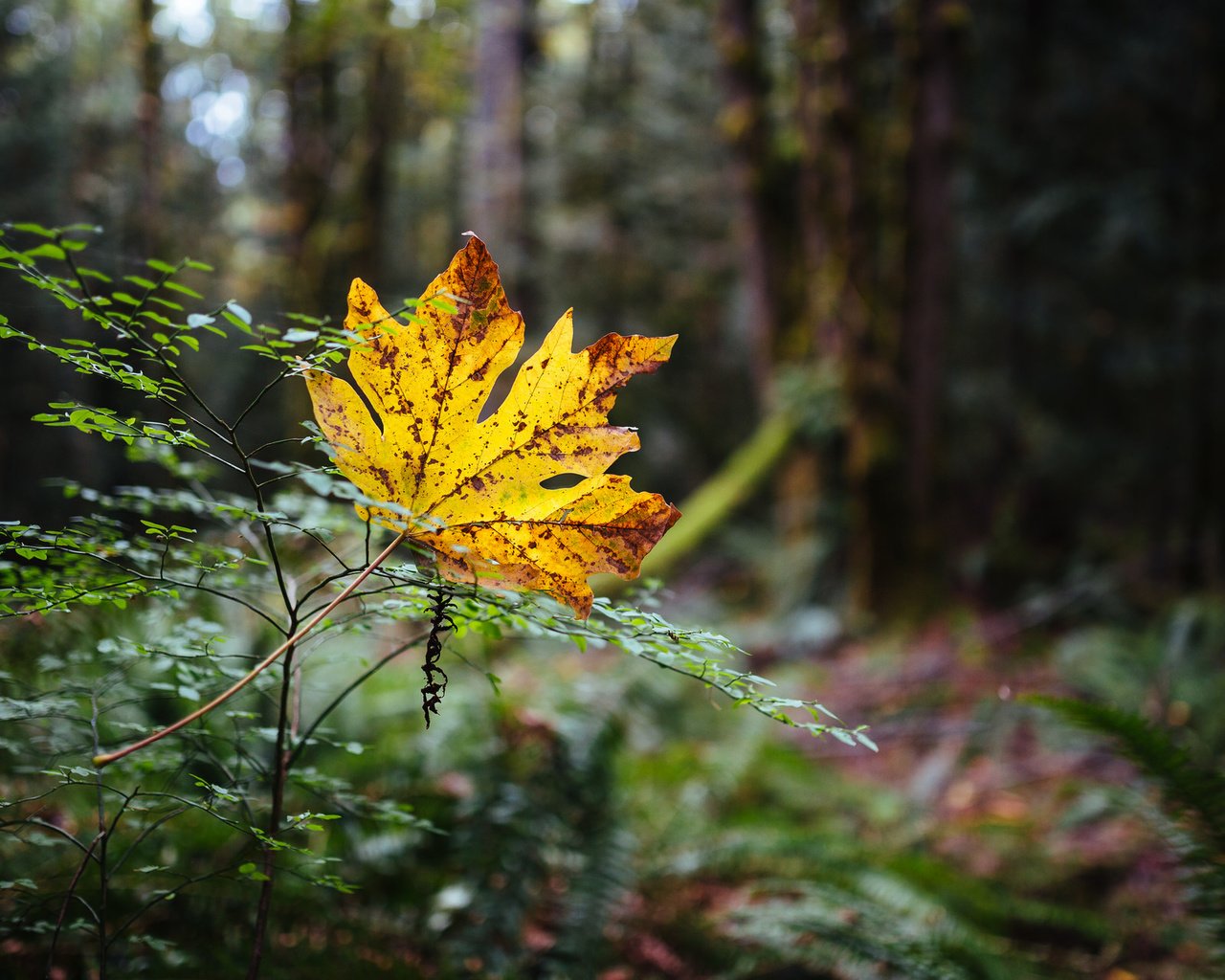 Обои природа, лес, осень, лист, nature, forest, autumn, sheet разрешение 2048x1280 Загрузить