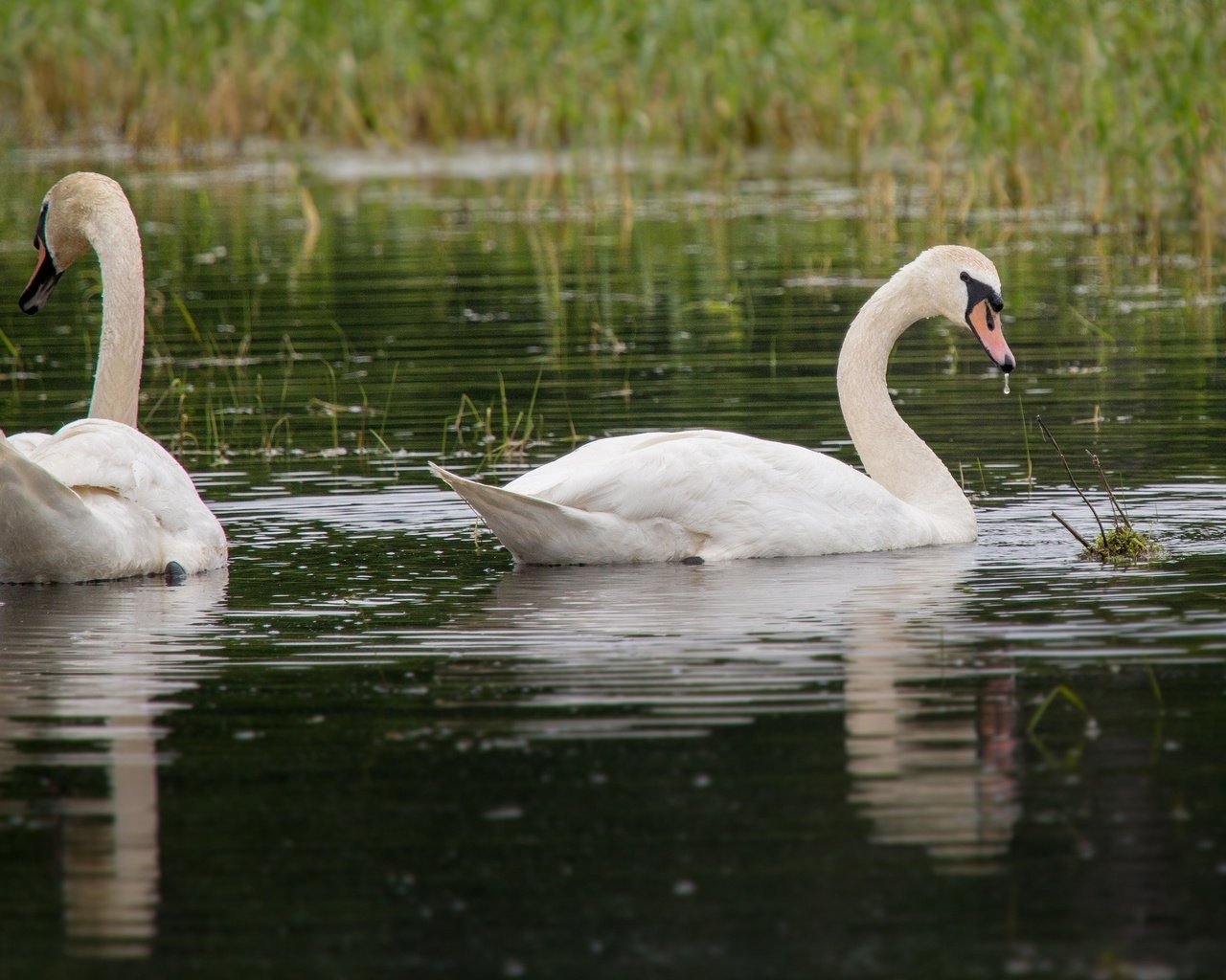 Обои трава, вода, птицы, пара, белые, лебеди, грация, grass, water, birds, pair, white, swans, grace разрешение 2048x1366 Загрузить