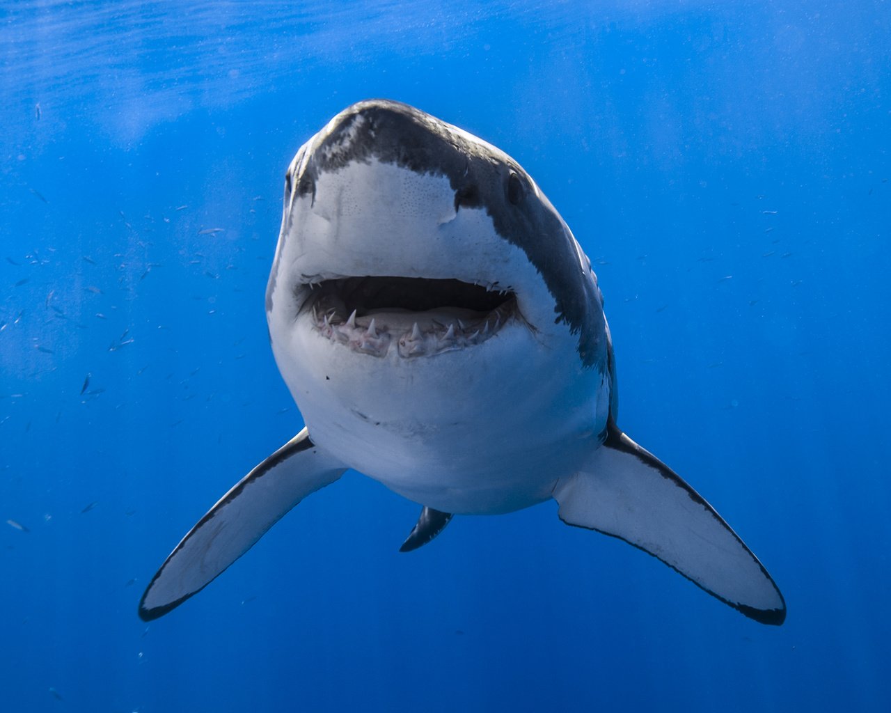 Обои вода, пасть, акула, подводный мир, белая акула, water, mouth, shark, underwater world, white shark разрешение 2048x1365 Загрузить