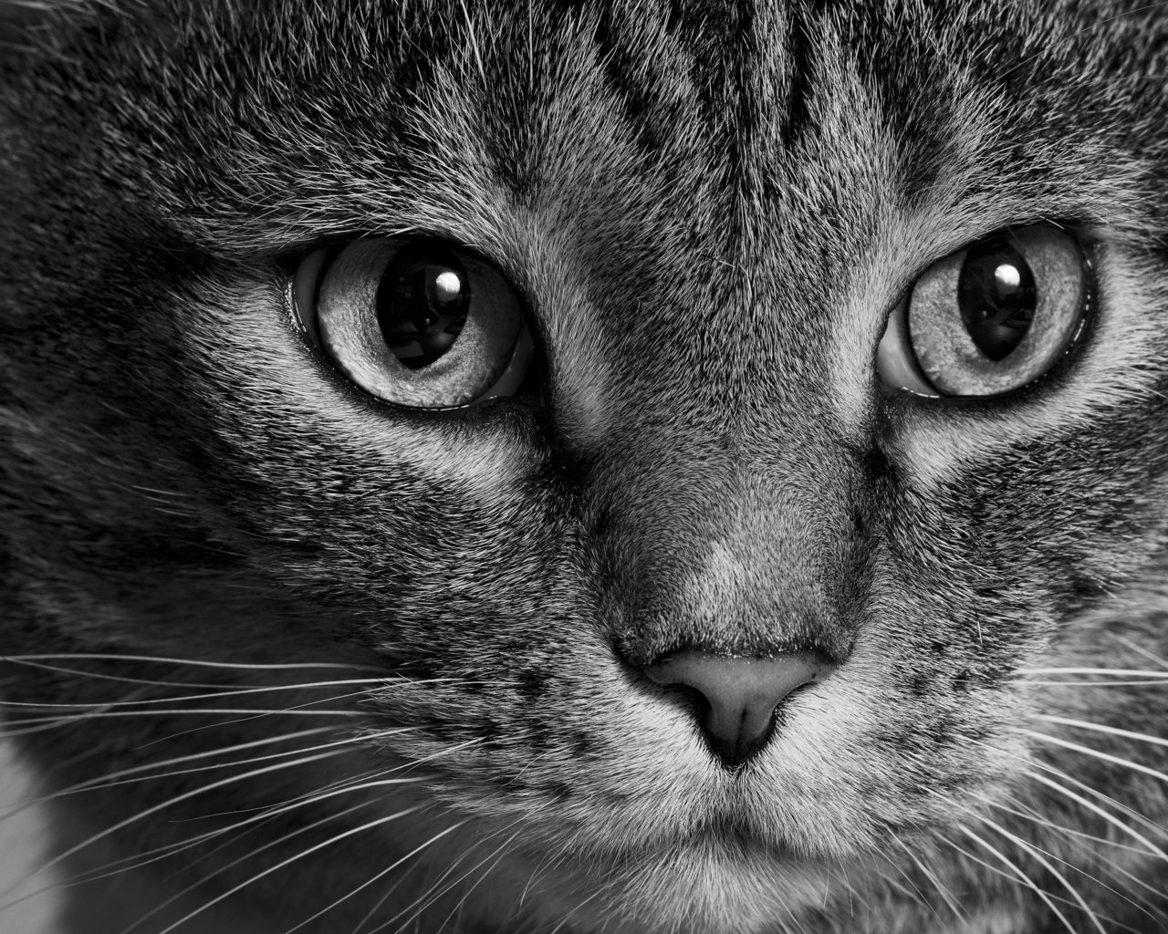 Обои морда, кот, кошка, взгляд, чёрно-белое, face, cat, look, black and white разрешение 2880x1908 Загрузить