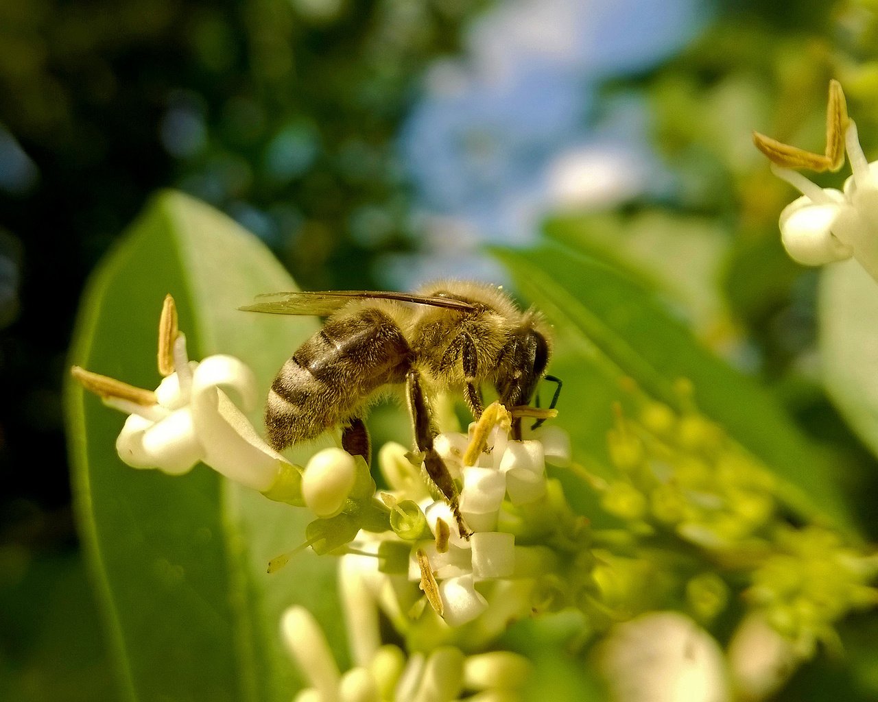 Обои насекомое, пчела, мед, пыльца, insect, bee, honey, pollen разрешение 2560x1441 Загрузить