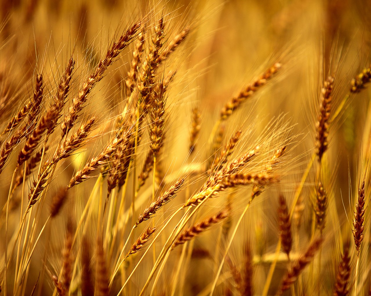 Обои желтый, макро, колосья, пшеница, ячмень, yellow, macro, ears, wheat, barley разрешение 2048x1365 Загрузить